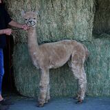 alpaca for sale