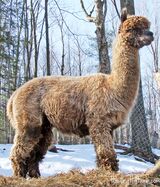 alpaca for sale