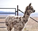 alpaca for sale