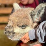 alpaca for sale