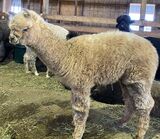 alpaca for sale