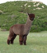 alpaca for sale