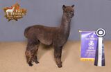 alpaca for sale