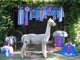 alpaca for sale