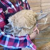 alpaca for sale