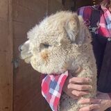 alpaca for sale