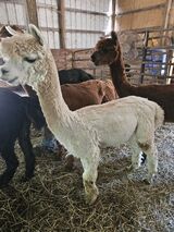 alpaca for sale