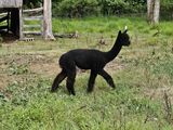 alpaca for sale