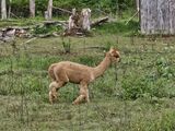 alpaca for sale