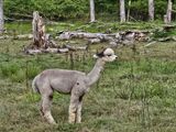 alpaca for sale