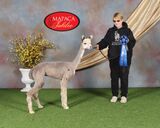 alpaca for sale