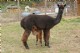 Eliza with 2009 cria, Silver Streak