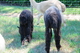 rear view with 2010 cria, Skye