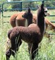 Lorelei's first Cria CALEB'S CAMEO ROSE