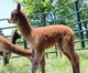 K&D's Saejack Gracie's first cria!