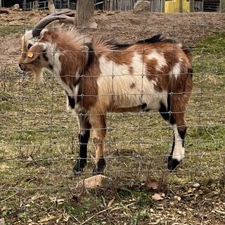 Cherokee - Kiko Goat