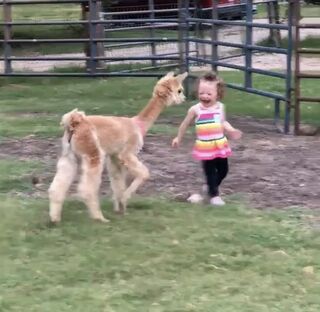 The kids love the Alpacas