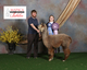 Mapaca Small Breeders Grey Champion