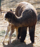 With her first cria