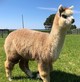 2019 Cria: Shady Brook Farm's Nellie May