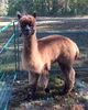 2016 Cria: Shady Brook Farm's Storm Cloud