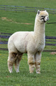 Service Sire: A Paca Fun's Ridiculous