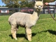 Miss Megan (Ariel's 2019 cria)