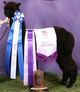 Futurity Reserve Champion