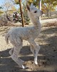 Laura's 11/30/18 suri female cria-Quetzali