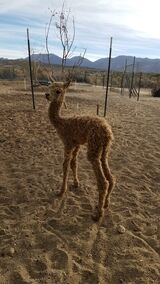 10-11-19 Cria - Delilah