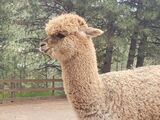 alpaca for sale