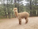 alpaca for sale