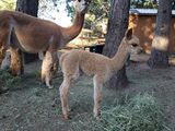 alpaca for sale