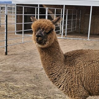 alpaca for sale