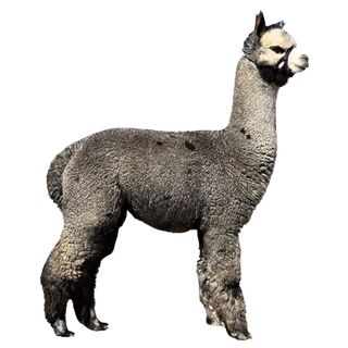 alpaca for sale