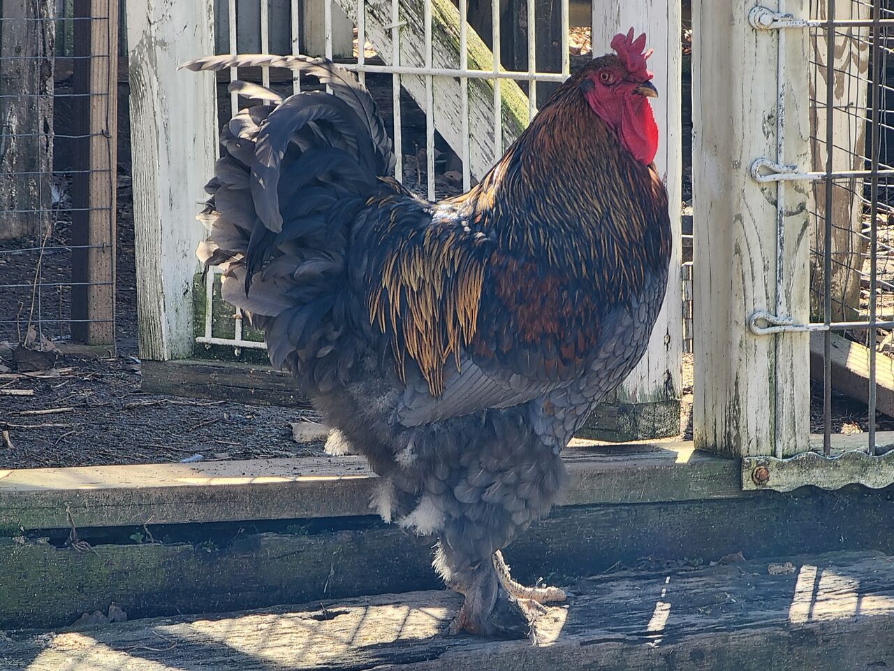 Brahma chicken - The giant King of All Poultry - hen and rooster - Brahma  Hühner 