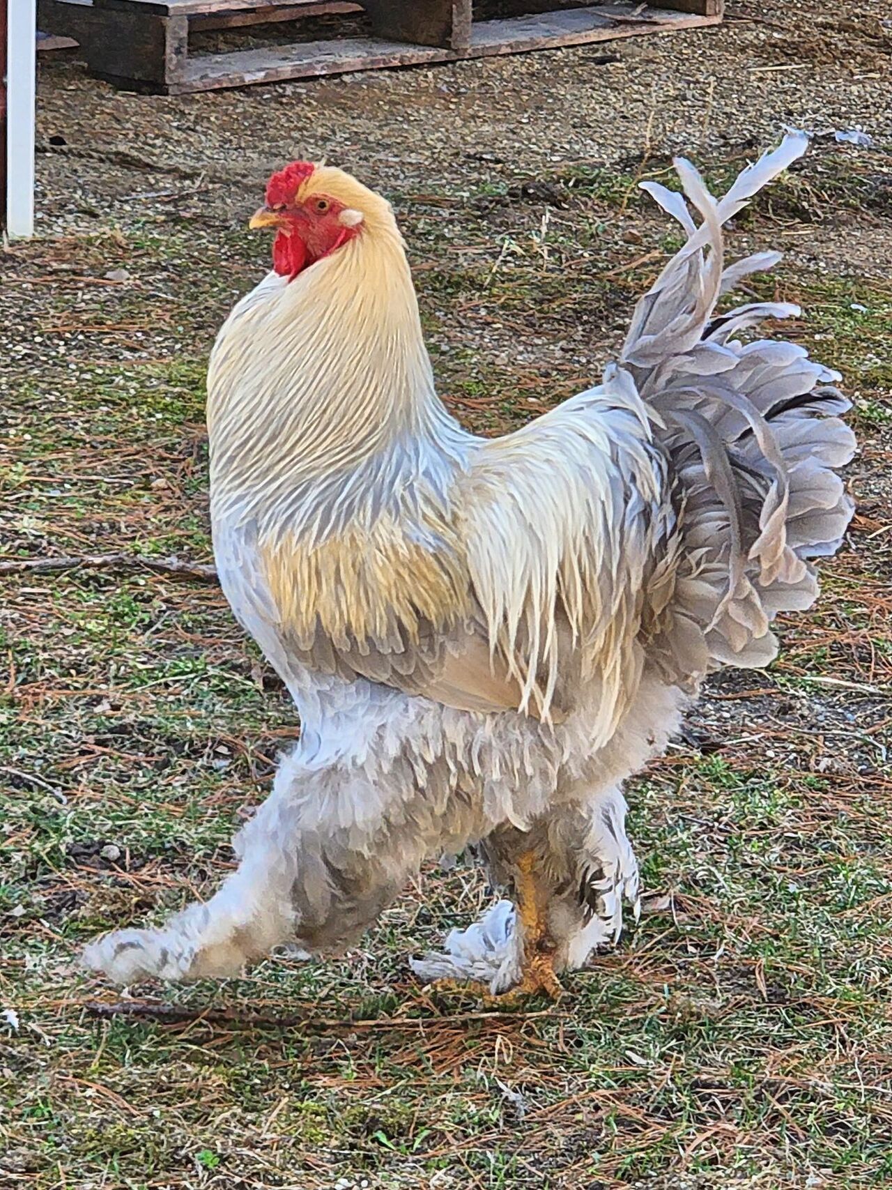 Isabel brahma x light or buff brahma  BackYard Chickens - Learn How to  Raise Chickens