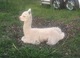 2017 Cria sired by Brontti Eaton Legend