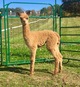 Templar's first cria & it's a girl.