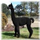 Humming Angels Zeus - Obsidian Cria