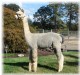 Duncan - Obsidian Cria - Owned by Luckimute Alpacas