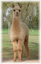 Gideon - Apollo's 2011 Cria