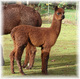 Idgie - Apollo's 2010 Cria