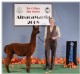 Apollo Alpacamania 2008