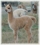 2011 Cria Fantasia