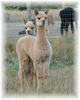 Fantasia - 2011 Cria