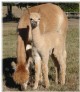 Romeo  Maya's 07 Cria Romeo.  Sire is Mr. Golden Boy owned by Lakeside Alpacas.