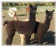 Myty 08 cria is on the left.  Sire to both is Crescent Moon's Obsidian owned by Humming Angels.