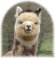 Ricochet her 2011 Cria