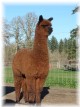 Rambo - Olivia's 1st cria